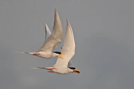 Ignicapillus en Hamelin: Fauna  (Gurgaon), Sterna aurantia J.E.Gray, 1831, Charrán indio

Tercera foto de la selección que he hecho para ilustrar mi viaje ...