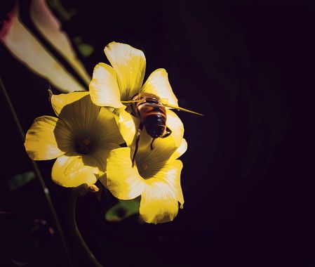 Haveruribe25 en Hamelin: Flora  (Calama), Oxalis pes-caprae