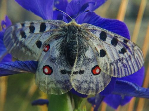 Eritz.cortazar en Hamelin: Fauna  (Huesca), Parnassius apollo (Linnaeus, 1758), Mariposa apolo (Parnassius apollo Linnaeus, 1758)

La apolo puede alcanzar ...
