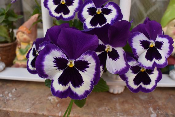 Solerantonio2 en Hamelin: Flora  (Almería), Viola × wittrockiana, Planta