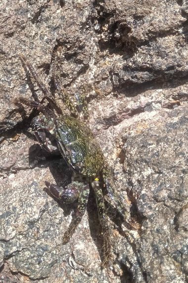 Solerantonio2 en Hamelin: Fauna  (Níjar), Cangrejo