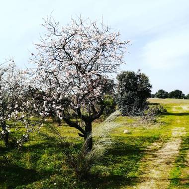 Olguela en Hamelin: Flora  (Sevilla la Nueva), Prunus dulcis, #almendroenflor#tree#flowersbeauty 