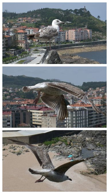 Solerantonio2 en Hamelin: Fauna  (Pontevedra), Gaviota