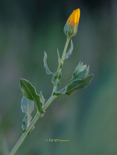 isidorogomez53 en Hamelin: Flora  (Rubí), Calendula arvensis, Esta sacada mediante un apilamiento de 10 fotos para conseguir mayor enfoque,  he utilizado u...