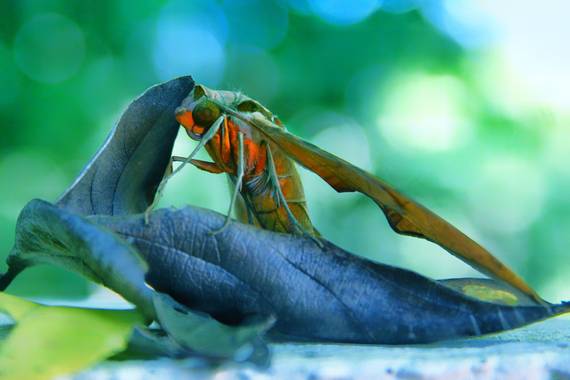 sujkp83 en Hamelin: Fauna, #otoño20
#faunavenezolana
#mariposa