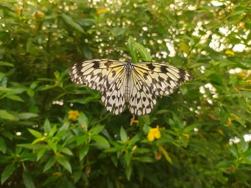 Martinezantonio.correo en Hamelin: Fauna  (Benalmádena), #mariposa 