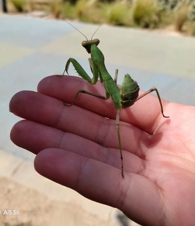 Solerantonio2 en Hamelin: Fauna  (Almería), Insecto