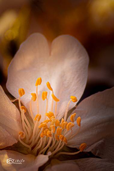 Yibilo en Hamelin: Flora, #flora21,#flora, #floramurcia 