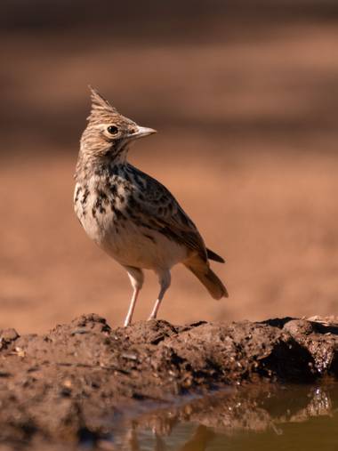 Emilu6284 en Hamelin: Fauna, Galerida theklae A.E.Brehm, 1857, @emilu6284 