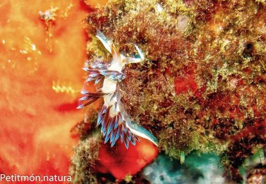 Petitmón en Hamelin: Fauna, Habitantes del gran azul.
#mar
#fauna