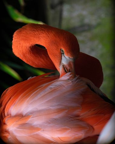 3pnoe6 en Hamelin: Fauna  (Câmara de Lobos), Phoenicopterus ruber Linnaeus, 1758, #flamenco#colores#mirada#sombras