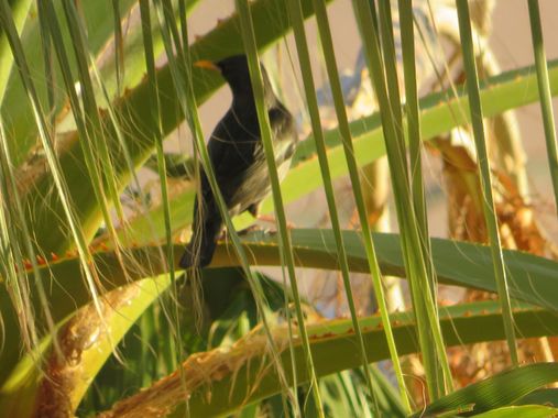 Solerantonio2 en Hamelin: Fauna  (Almería), Estornino cumun