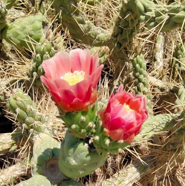 Solerantonio2 en Hamelin: Flora  (Níjar), Cactus