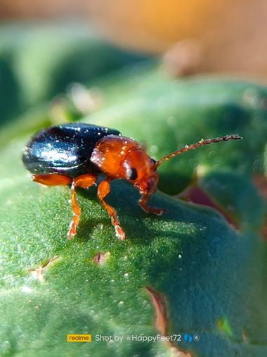 HappyFeet72 en Hamelin: Fauna  (Madrid), Pequeño escarabajo encontrado en el parque de El Retiro de Madrid, no sé que especie es.
#escarabajo #macrofoto 
#...