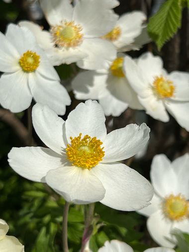 Eudimer20 en Hamelin: Flora, #flower