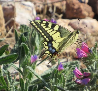 Solerantonio2 en Hamelin: Fauna  (Níjar), Mariposa