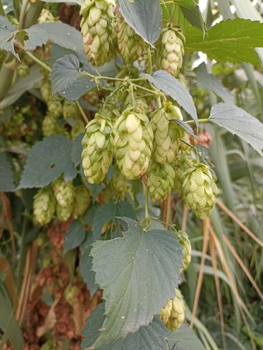 Imasanmar en Hamelin: Flora  (Lérida), Humulus lupulus, #plantes