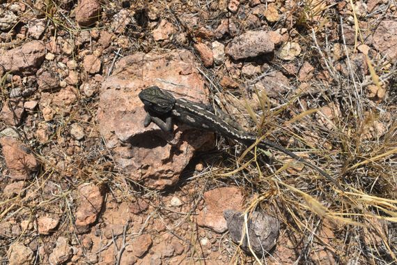Solerantonio2 en Hamelin: Fauna  (Cabo de Gata), Reptil