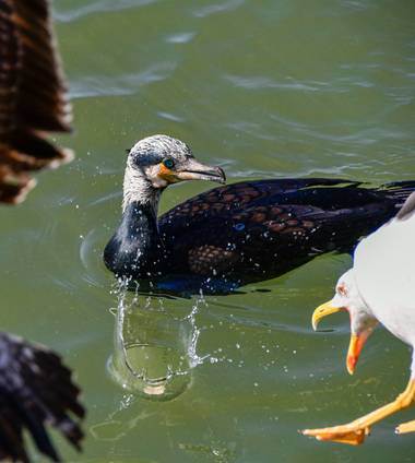 Ninigabi en Hamelin: Fauna  (Isla Cristina), Phalacrocorax carbo (Linnaeus, 1758), #cormoranygaviotabocaabierta #Aves21