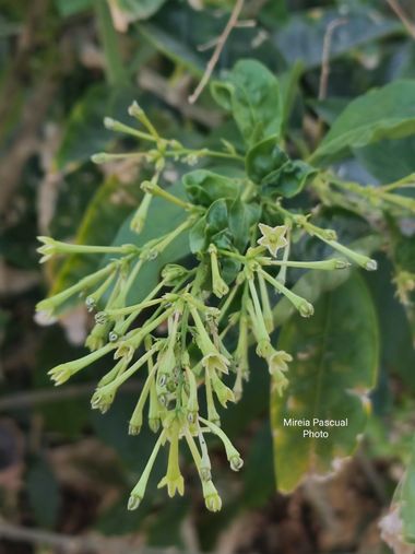 Mireia Pascual  en Hamelin: Flora, Cestrum nocturnum, #naturaleza #nature #naturelovers #photography #hamelin 