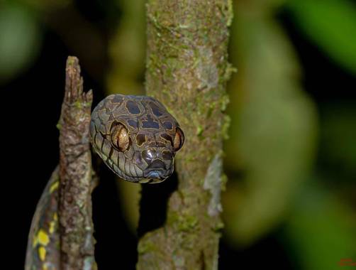 Pabloalbertopaez en Hamelin: Fauna  (Talag)