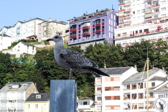 Conbyconv en Hamelin: Fauna  (Valdés), #aves21 