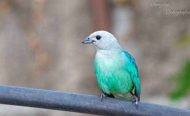 Olguin.jao en Hamelin: Fauna  (Tres Valles), Thraupis episcopus (Linnaeus, 1766), #Aves21