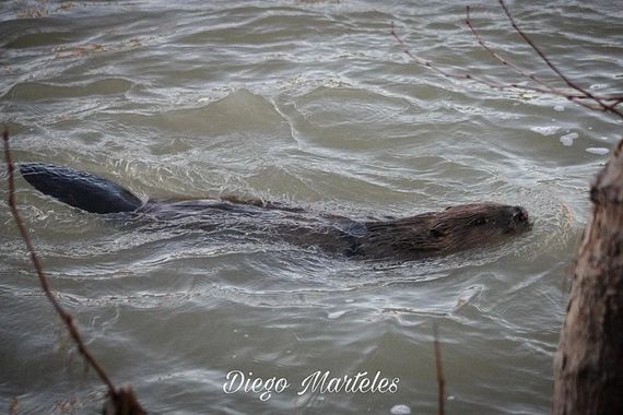 Diego en Hamelin: Fauna  (Zaragoza), #castor #canon #zaragoza #ebro 
