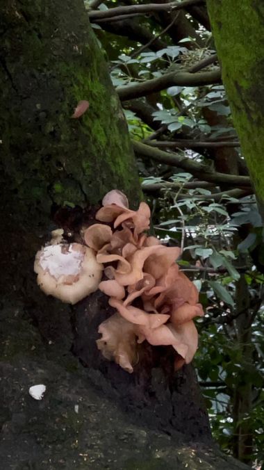 claudiasanchez62 en Hamelin: Observación  (Medellín), Auricularia auricula-judae, comúnmente conocido como oreja de Judas, es un hongo basidiomiceto comest...