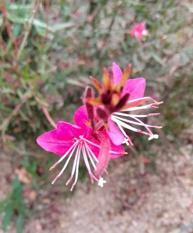 Solerantonio2 en Hamelin: Flora  (Almería)