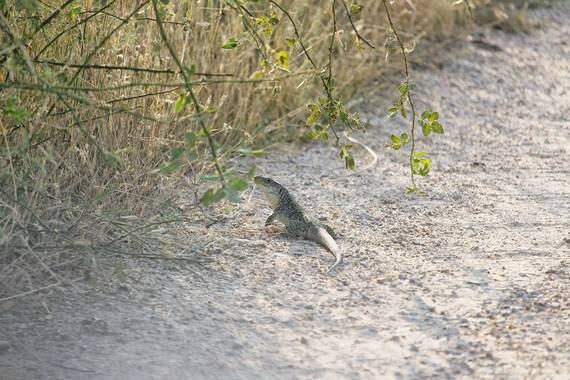 Xiriargui en Hamelin: Fauna, Timon lepidus (Daudin, 1802), Lagarto ocelado