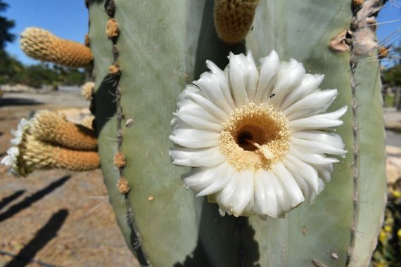 Solerantonio2 en Hamelin: Flora  (Camino de la Borraja), Planta