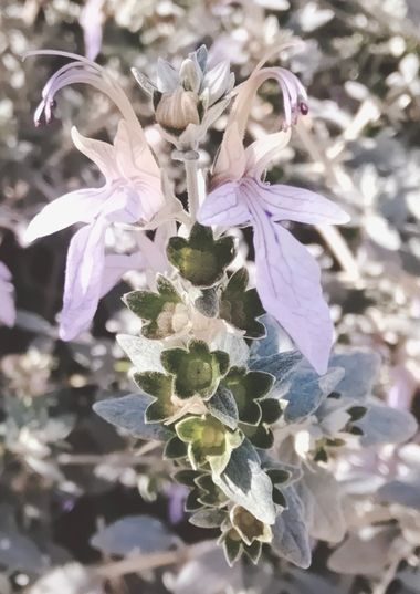 Solerantonio2 en Hamelin: Flora  (Almería), Teucrium fruticans, Planta