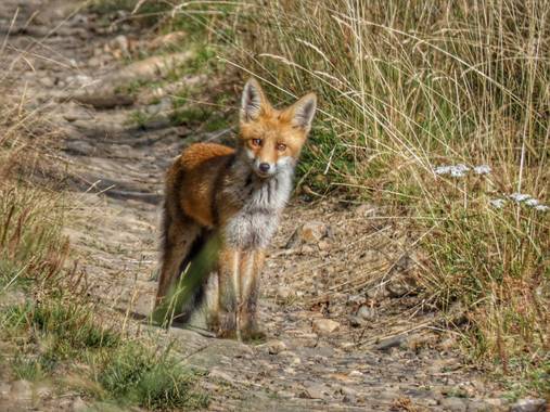 mariale en Hamelin: Fauna, Vulpes vulpes (Linnaeus, 1758), 📸 #marialemdza
Ruta del viernes, 06/08/2021 por Provincia de León. 
Encuentros: 😍 esta bellez...