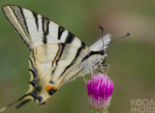 Haulpa en Hamelin: Fauna  (Cuevas del Valle)