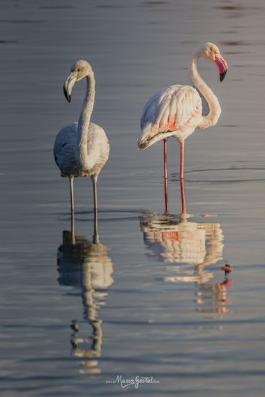 mgestal en Hamelin: Fauna  (Culleredo), Phoenicopterus roseus Pallas, 1811, #aves #flamencos 