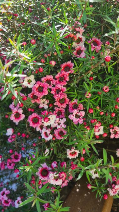 ana1.armada en Hamelin: Flora, Leptospermum scoparium