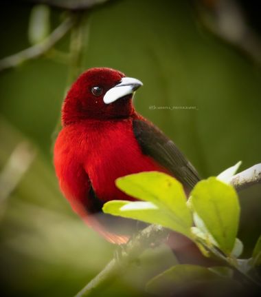 juanandrescardona01 en Hamelin: Fauna  (Santa Rosa de Osos), Ramphocelus dimidiatus Lafresnaye, 1837, Especie de ave residente de Colombia y Panama, parte ...