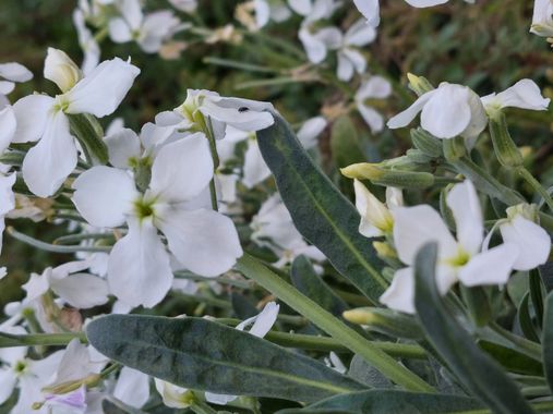 Mpinfante en Hamelin: Flora, Matthiola incana, # Llamado Alhelí de invierno, esta es una planta ornamental de floración invernal y primaveral. Apreciada e...