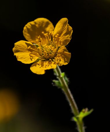 Juanfra.1791 en Hamelin: Flora  (Cazorla), Geum sylvaticum