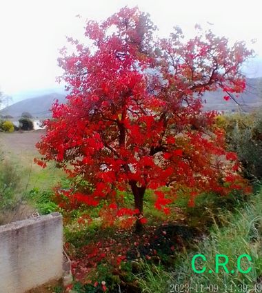 Catirobles en Hamelin: Paisaje, #membrillo