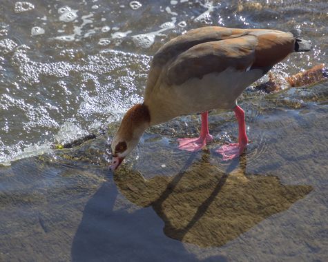 valvgar en Hamelin: Fauna  (Calle 30), Alopochen aegyptiaca (Linnaeus, 1766), #aves 