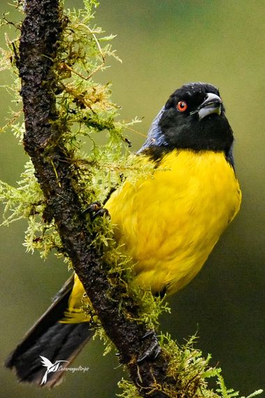 cesar.angel en Hamelin: Fauna  (Manizales), Buthraupis montana (d'Orbigny & Lafresnaye, 1837), Azulejo real
Hooded mountain tanager
Buthraupis montana

 #p...