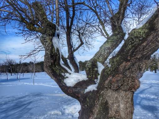 María G Terrones en Hamelin: Flora  (Móstoles), Árboles caducos cambian sus hojas por la nieve #Invierno20