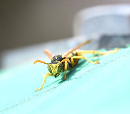 molaye02 en Hamelin: Fauna  (Las Palmas de Gran Canaria), 📸♻️🐝