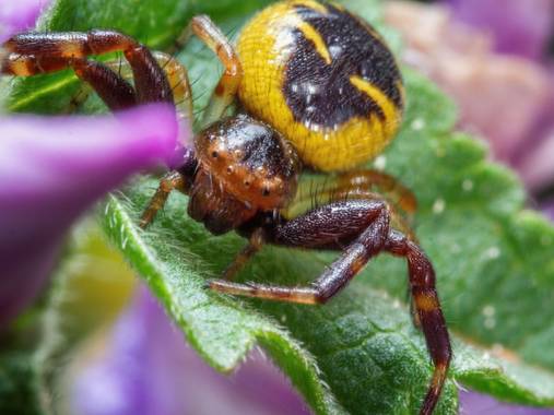 Tomasbejar en Hamelin: Fauna  (Altea), #araña#qrañacangrejo#arañqnapoleon