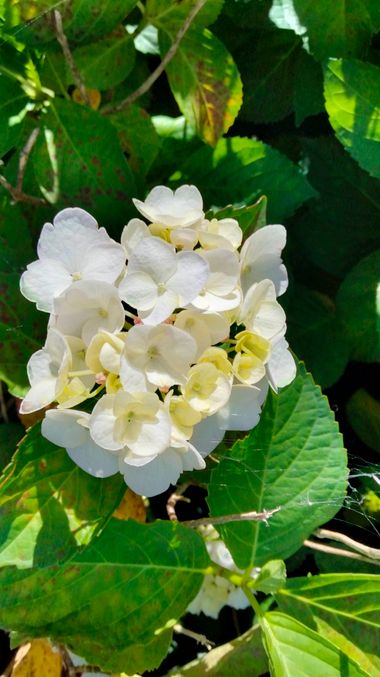 Solerantonio2 en Hamelin: Flora  (Arousa), Flor hortensia