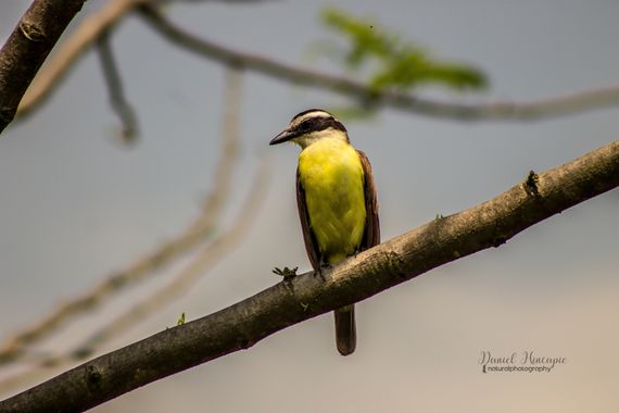 danielhincapie230979 en Hamelin: Fauna  (Copacabana), Pitangus sulphuratus (Linnaeus, 1766), Bichofue 
#naturaleza #wildlife #nature #faunadecolombia #faun...