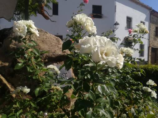 Hugo1865079 en Hamelin: Flora  (Baeza), Flor ubicada junto a una estatua adornando , en la emblemática ciudad de Baeza 
