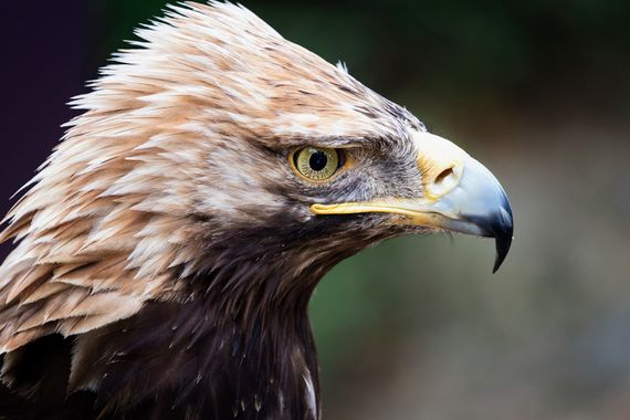 Pablosdoc en Hamelin: Fauna  (Montgai), #hamelin #rapaces #aguilaimperial #fauna #naturaleza #aves #birds #wildlife #nature 